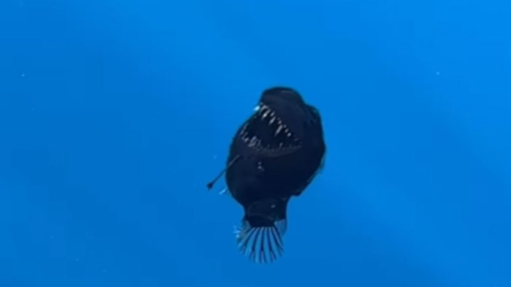 Peixe raro ‘diabo negro’ é visto pela primeira vez durante o dia