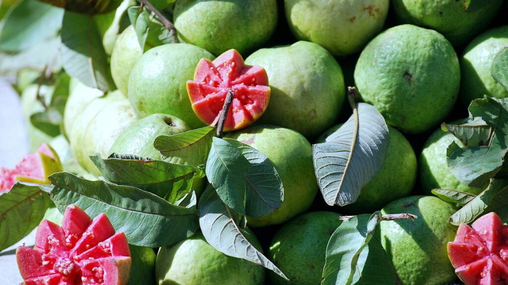 Os incr&iacute;veis benef&iacute;cios do ch&aacute; de folha de goiaba para o corpo