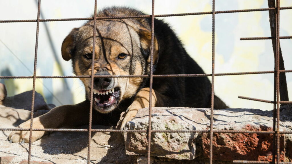 Alerta para donos de cães em Minas Gerais com a nova lei