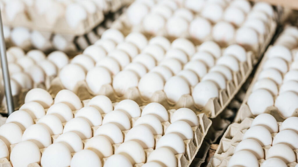 Nova regulamentação para venda de ovos começa em março