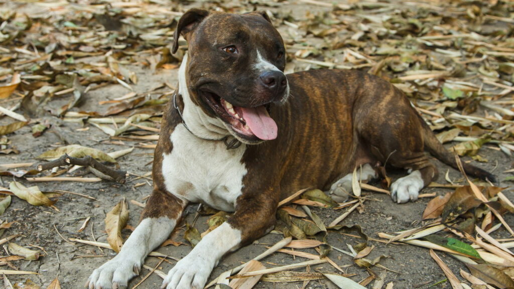 Alerta para donos de cães em Minas Gerais com a nova lei