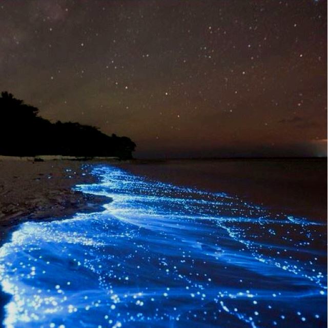 A praia com um fenômeno luminoso de causar inveja às estrelas do céu noturno