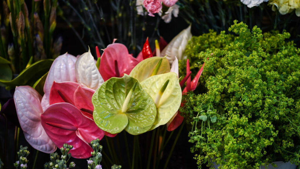 5 dicas de plantas ornamentais para decoração de interiores