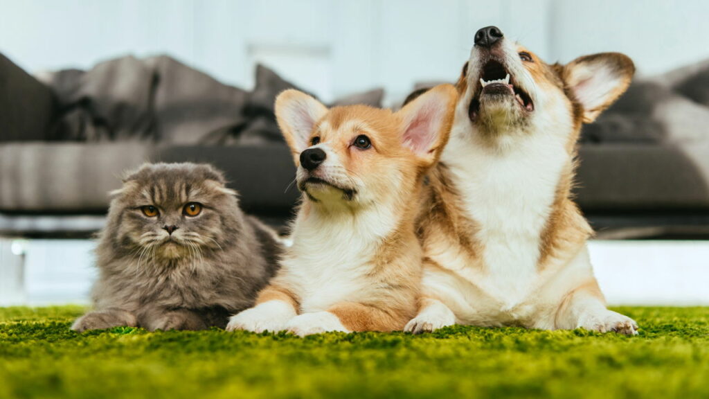 Abril será Laranja pela conscientização contra maus-tratos de animais