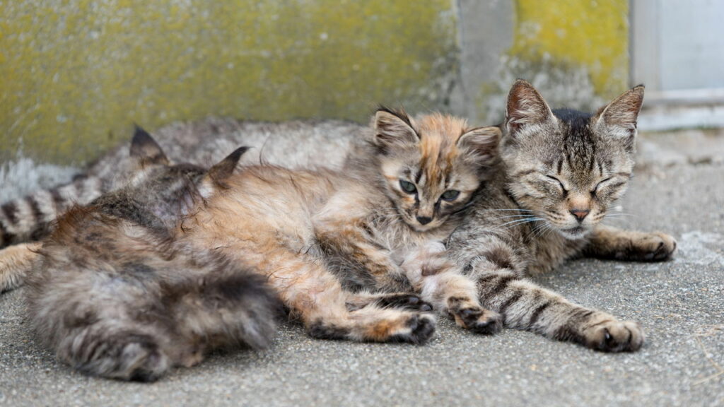 Os gatos são os donos dessa cidade com cerca de 6 felinos para cada pessoa, entenda