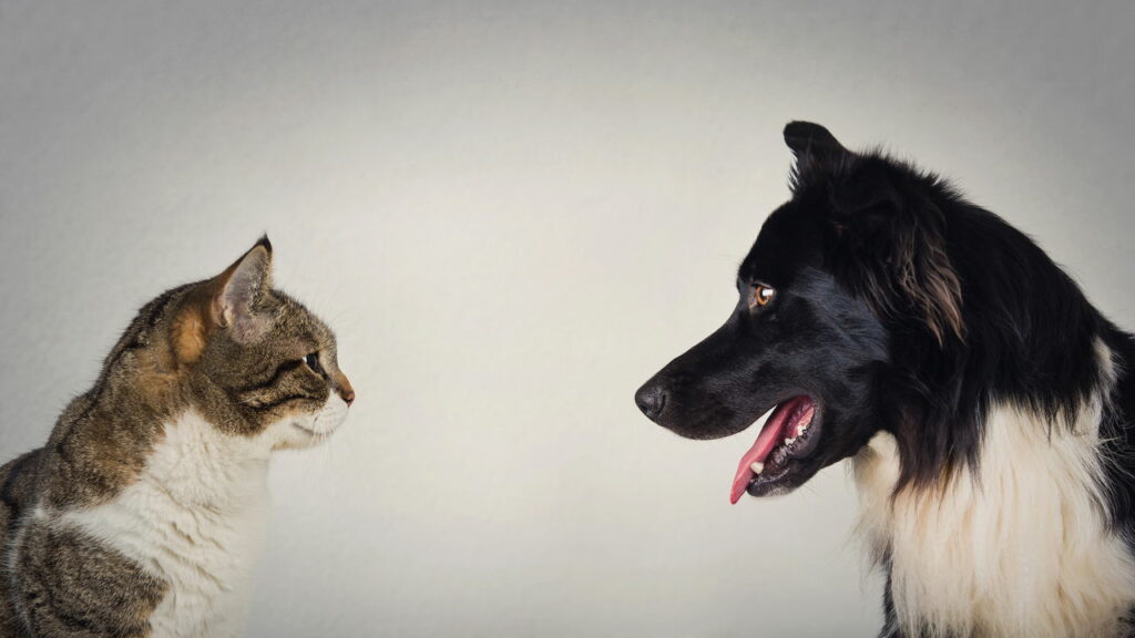 Vídeo de briga incrível entre cão e gato viraliza na web. Veja