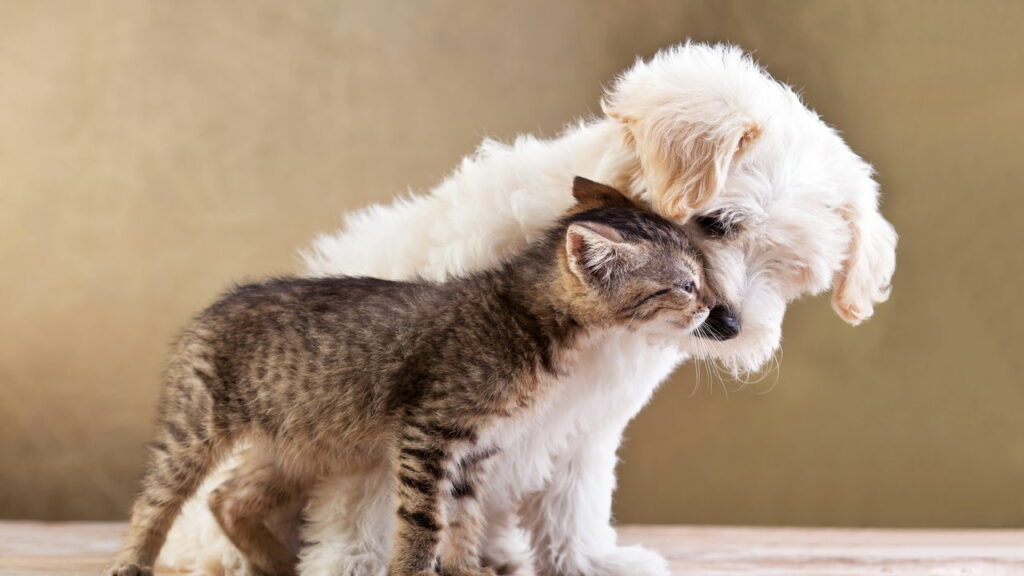 Cachorro e gato podem viver na mesma casa