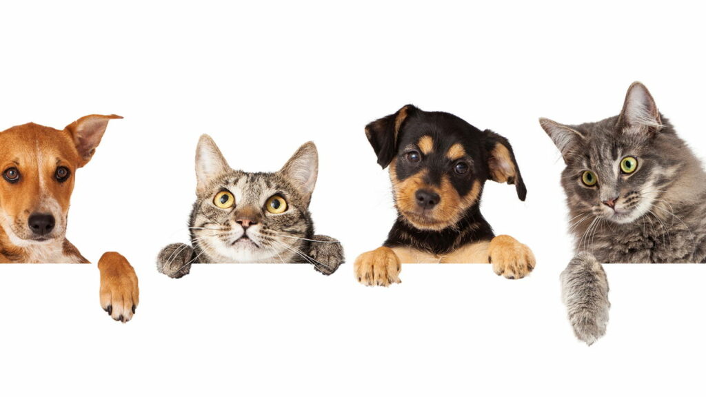 Cachorro e gato podem viver na mesma casa.