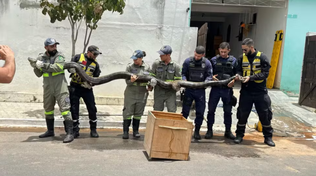 Sucuri gigante é resgatada em Euclides da Cunha