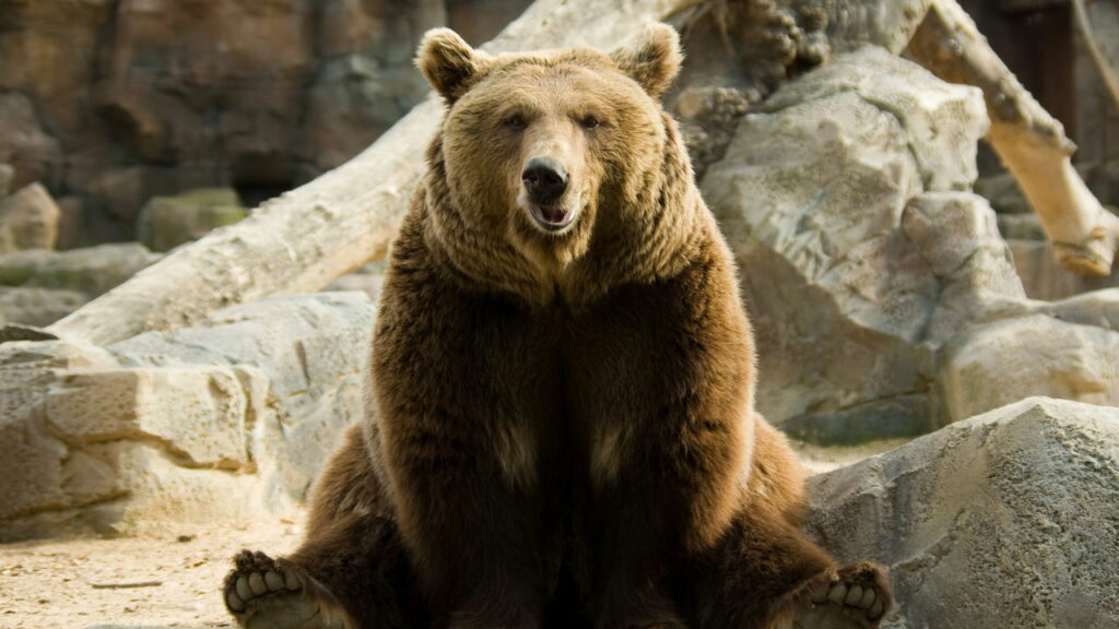 Casal adota urso órfão de 136 kg que vira membro da família