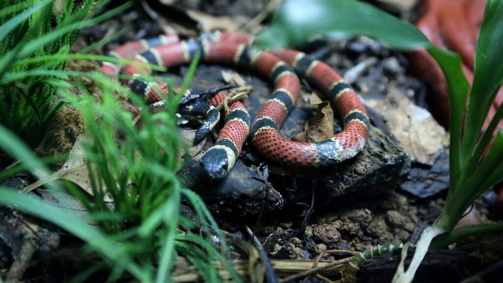Cobra coral causa o pânico entre moradores de cidade no interior de Minas