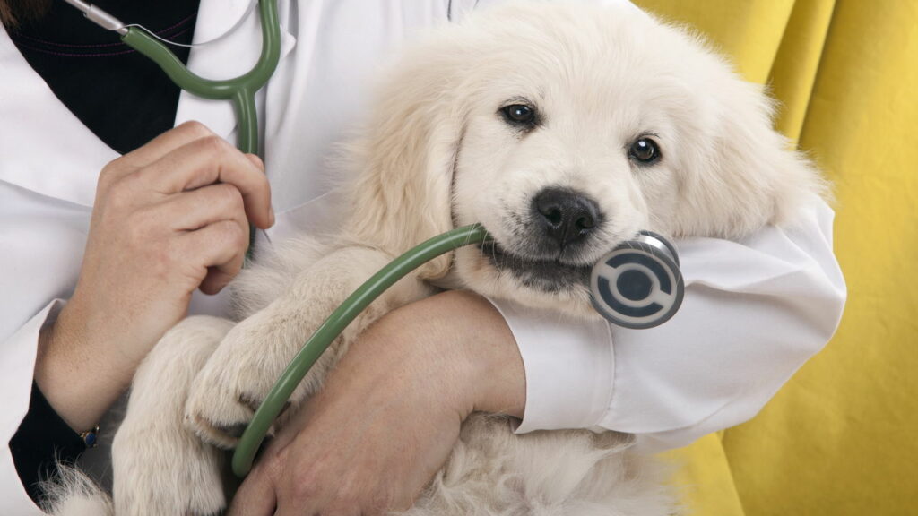 Como identificar alergias em Pets