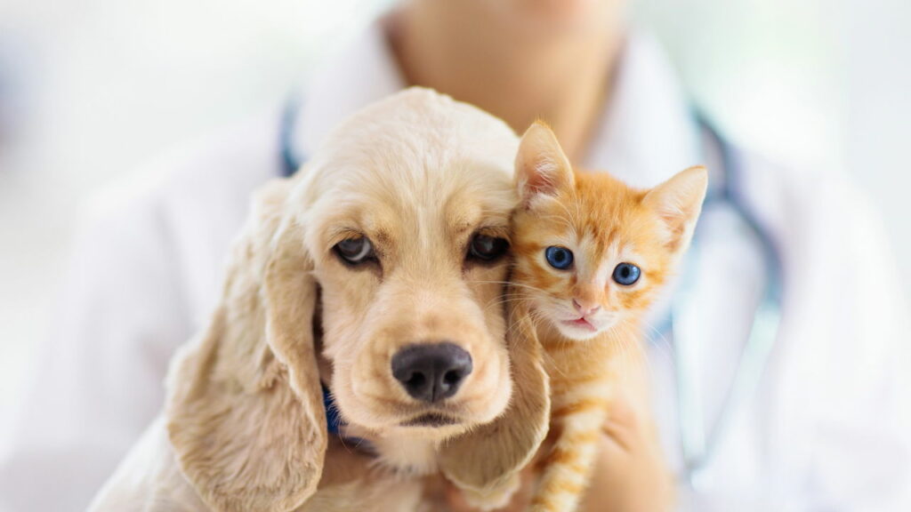 Como identificar alergias em Pets?