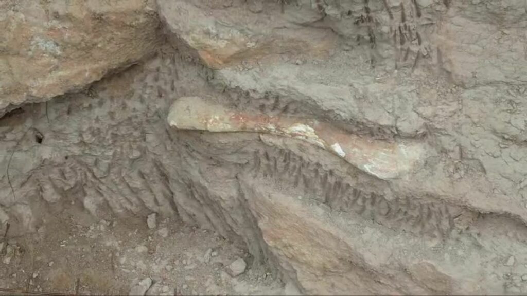 Descoberta de fósseis de dinossauro na BR-050
