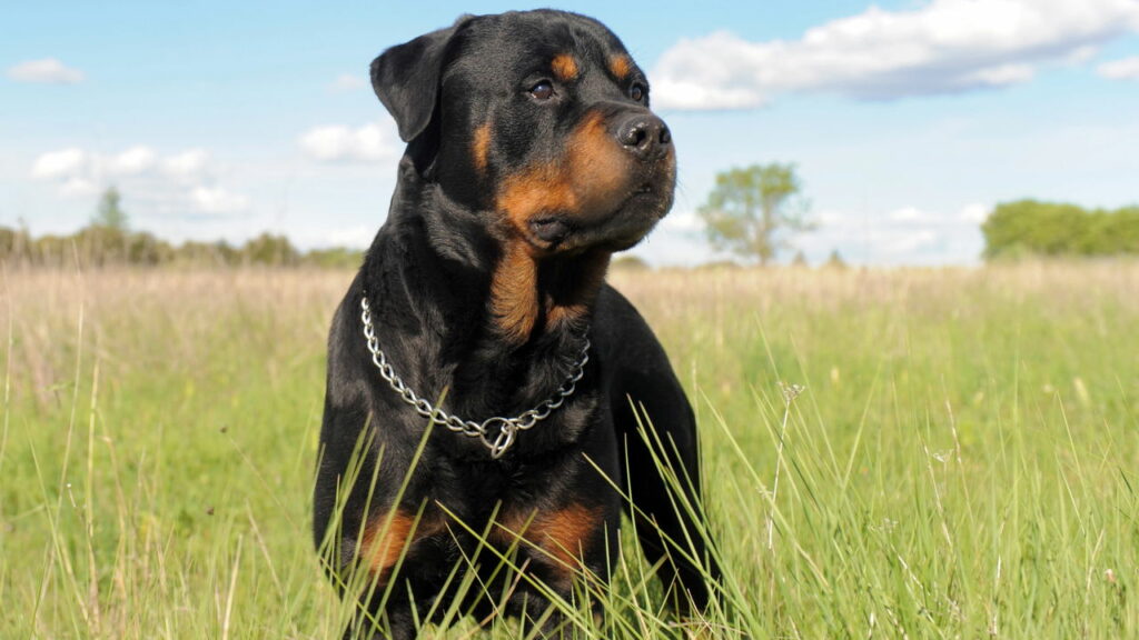Menino atacado por Rottweiler não resiste e tem morte cerebral confirmada