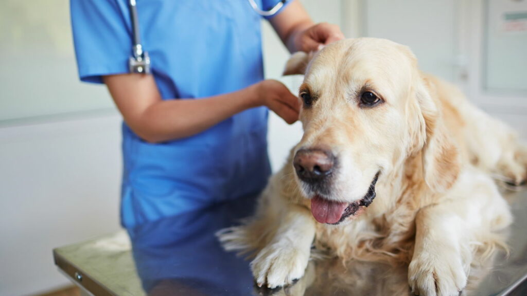 Plano de saúde para Pets. Veja como funciona