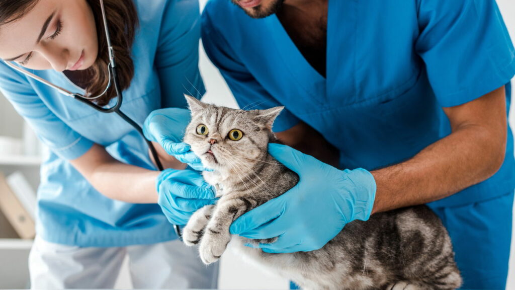 Sim, Pets também tem problema de coração! Veja como identificar
