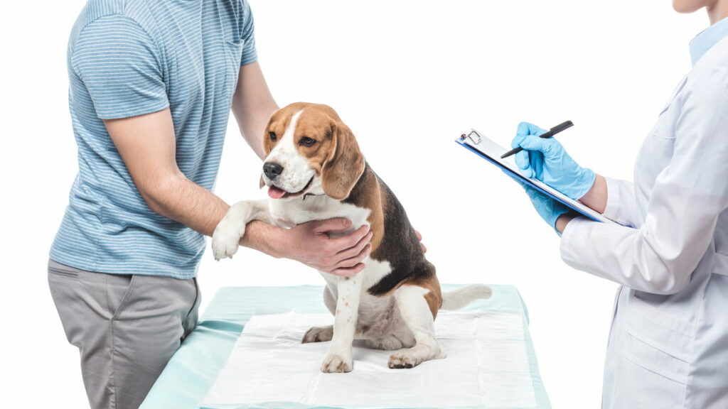 Sim, Pets também tem problema de coração! Veja como identificar