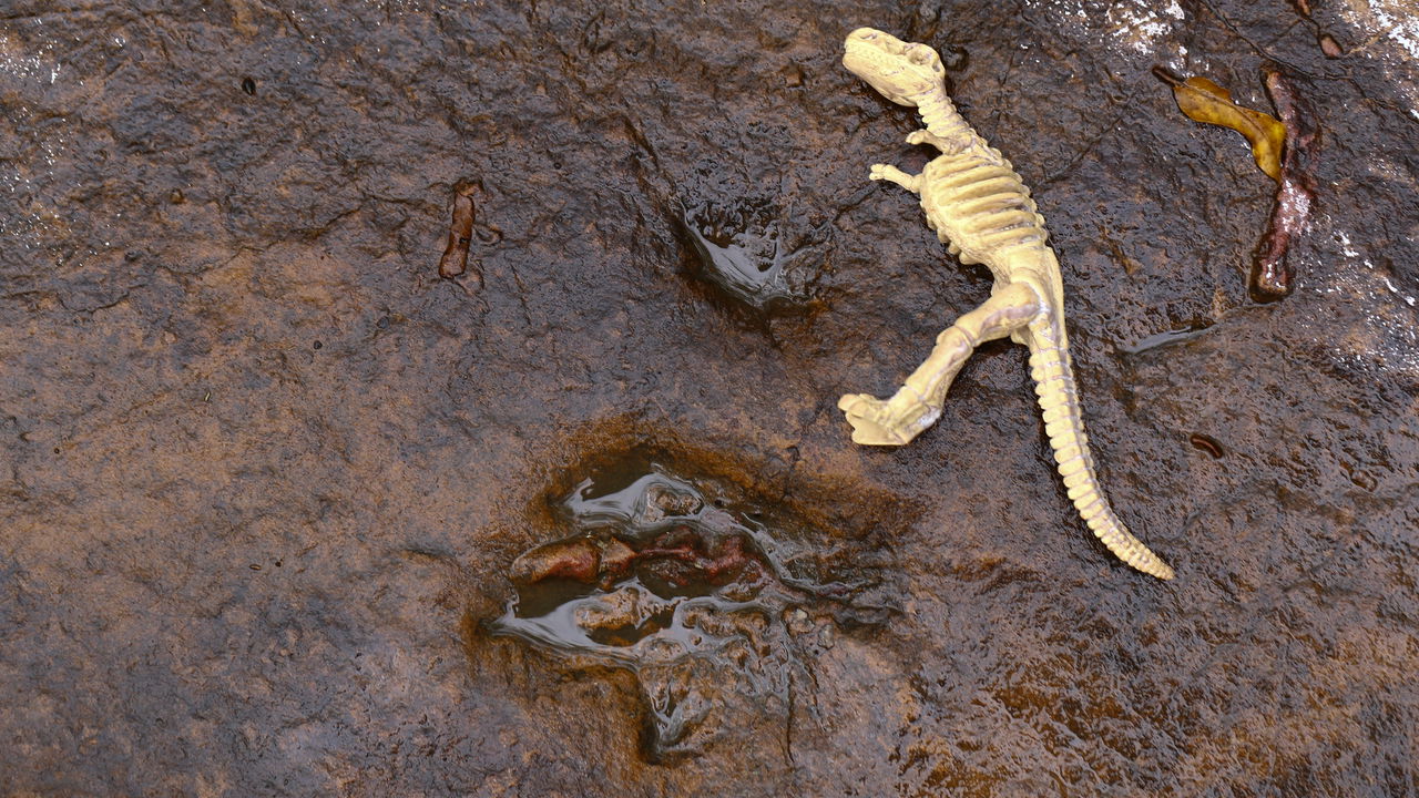 O gigante esquecido que está reescrevendo a pré-história