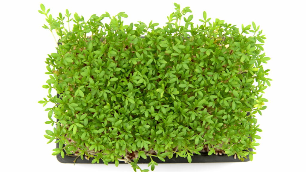 O tempero verdinho considerado um superalimento