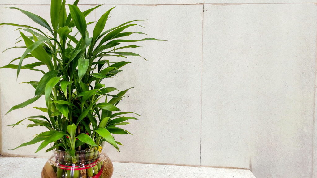 5 dicas de plantas ornamentais para decoração de interiores