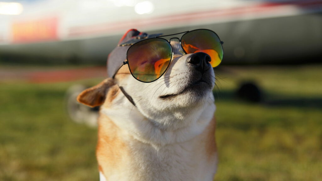 Como levar pets em voos do Aeroporto de Porto Alegre