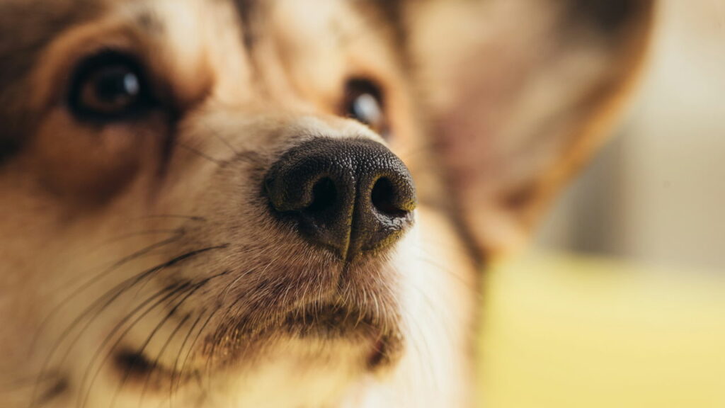 Cachorro dispara arma contra o próprio dono, entenda o caso