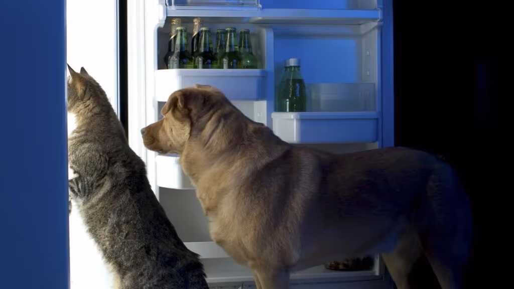 Como escolher a ração certa para cães e gatos