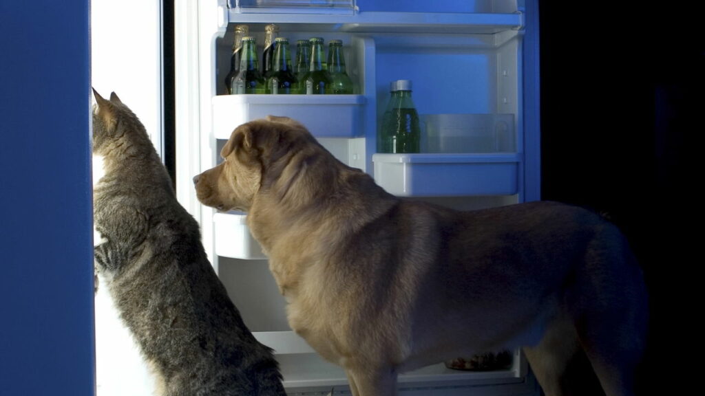 Como escolher a ração certa para cães e gatos