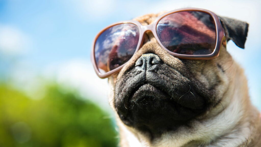 Nessa cidade os cachorros são tratados como cidadãos!