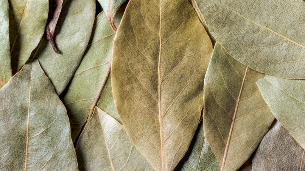 Os benefícios das poderosas folhas de louro