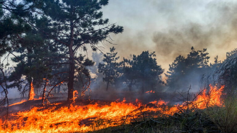 Grande SP tem primeiro alerta de incêndio do ano