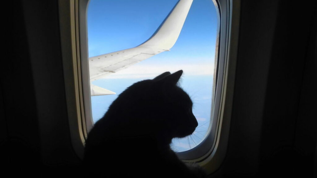 Como levar pets em voos do Aeroporto de Porto Alegre
