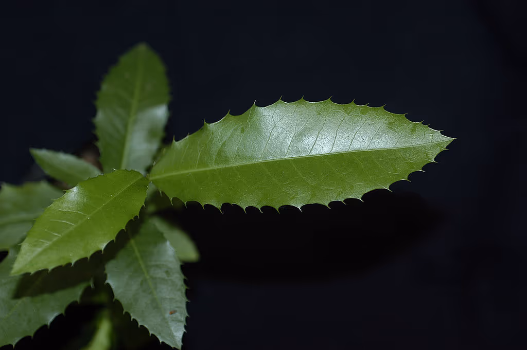 A planta medicinal que pode mudar sua saúde digestiva de forma surpreendente