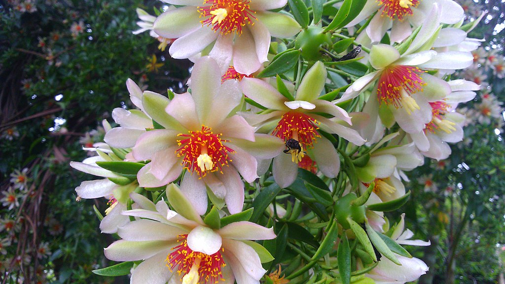 O que acontece no seu corpo quando você começa a consumir Ora-Pro-Nóbis?