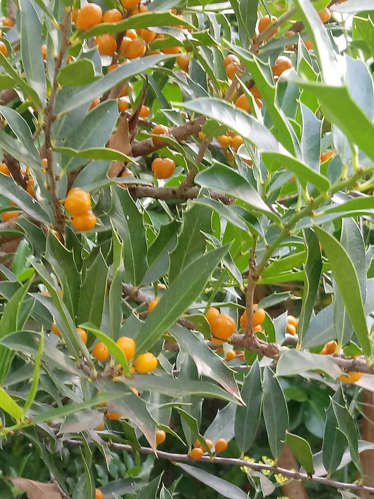 A planta medicinal que pode mudar sua saúde digestiva de forma surpreendente