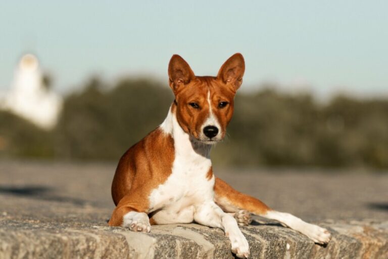 8 raças de cachorros mais saudáveis 