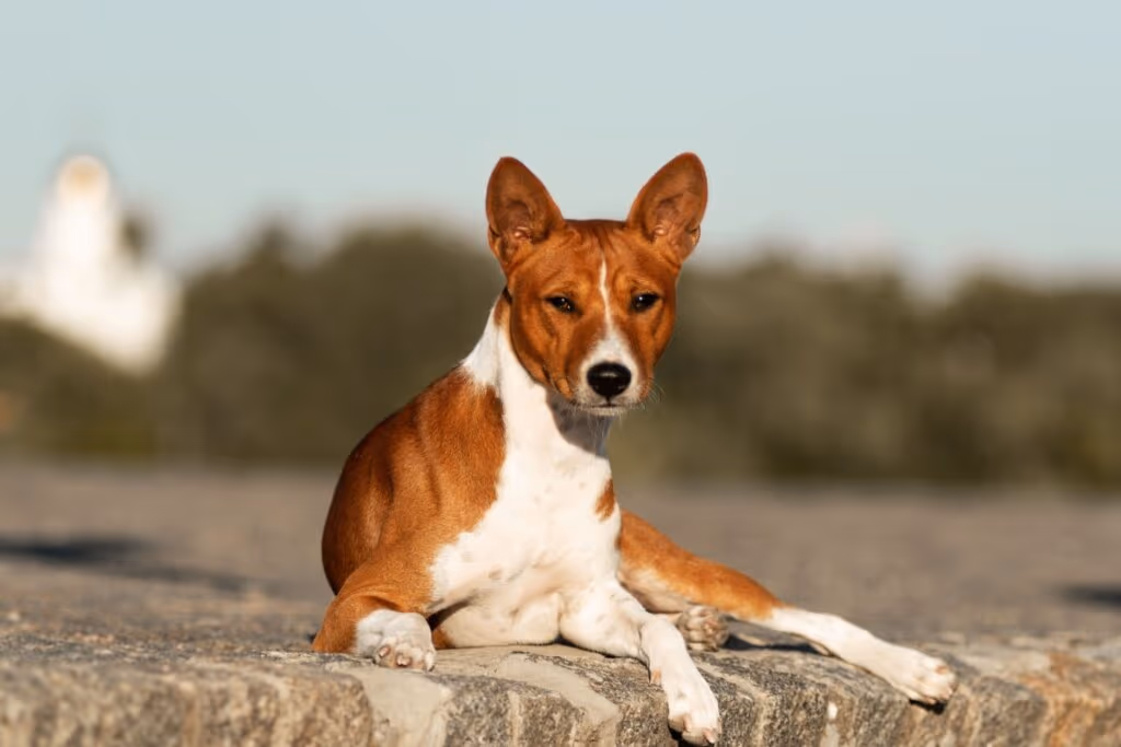 8 raças de cachorros mais saudáveis 