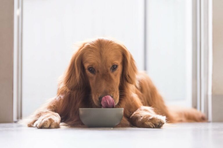 6 alimentos de Páscoa tóxicos para animais de estimação