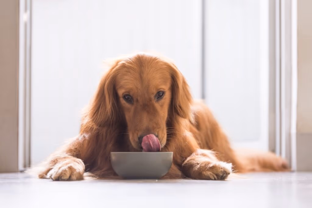 6 alimentos de Páscoa tóxicos para animais de estimação