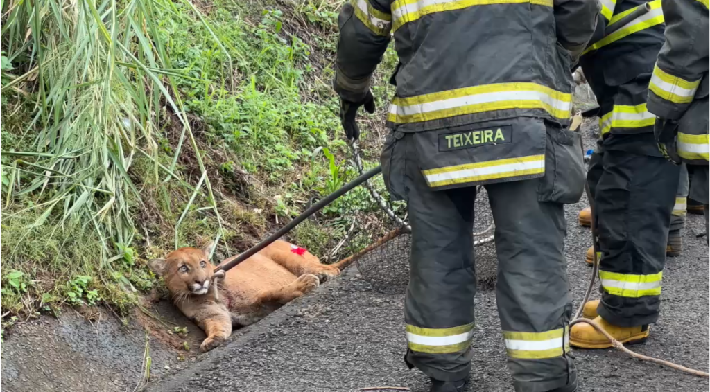 Onça-parda é atropelada em acidente na BR-153