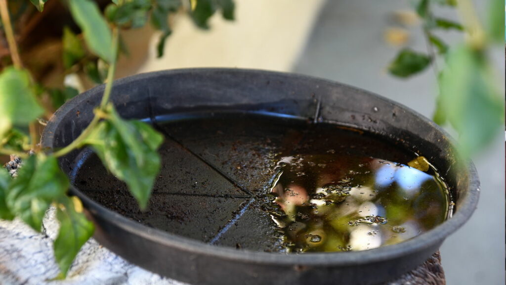 Use essas plantas e diga adeus aos mosquitos na sua casa