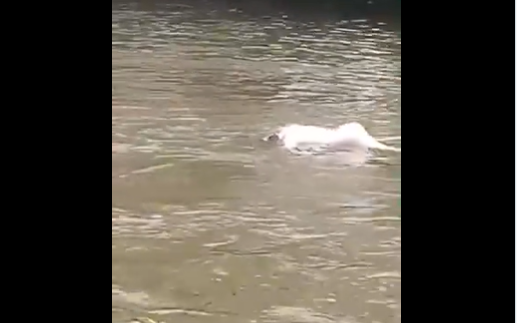 Corpo aparece boiando no Rio Guandu, na Baixada Fluminense, vídeo