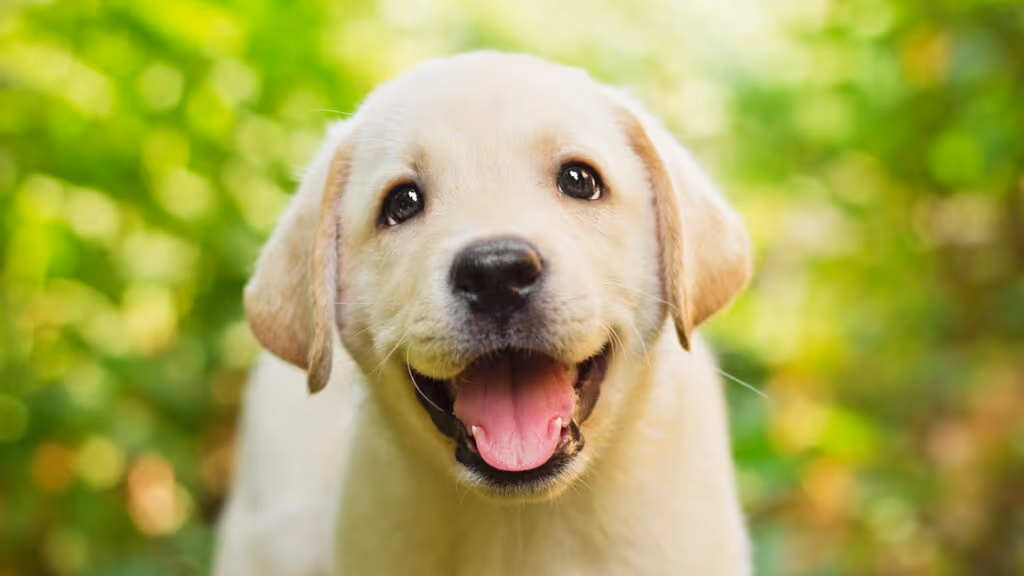Dormir com cachorro é seguro? Veja o que dizem especialistas