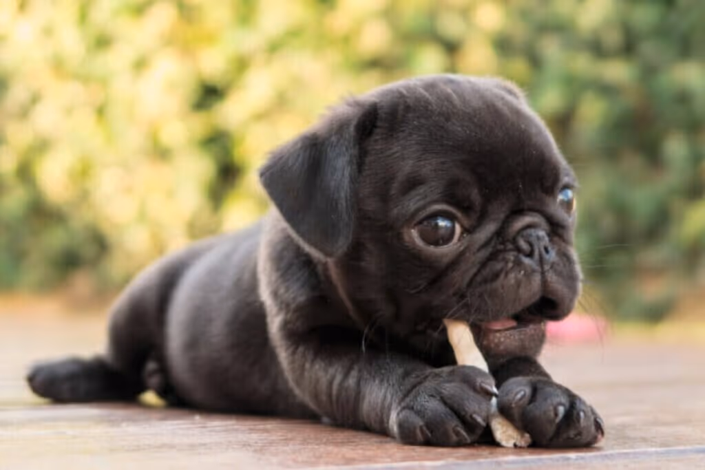 6 benefícios dos petiscos para cães e gatos 