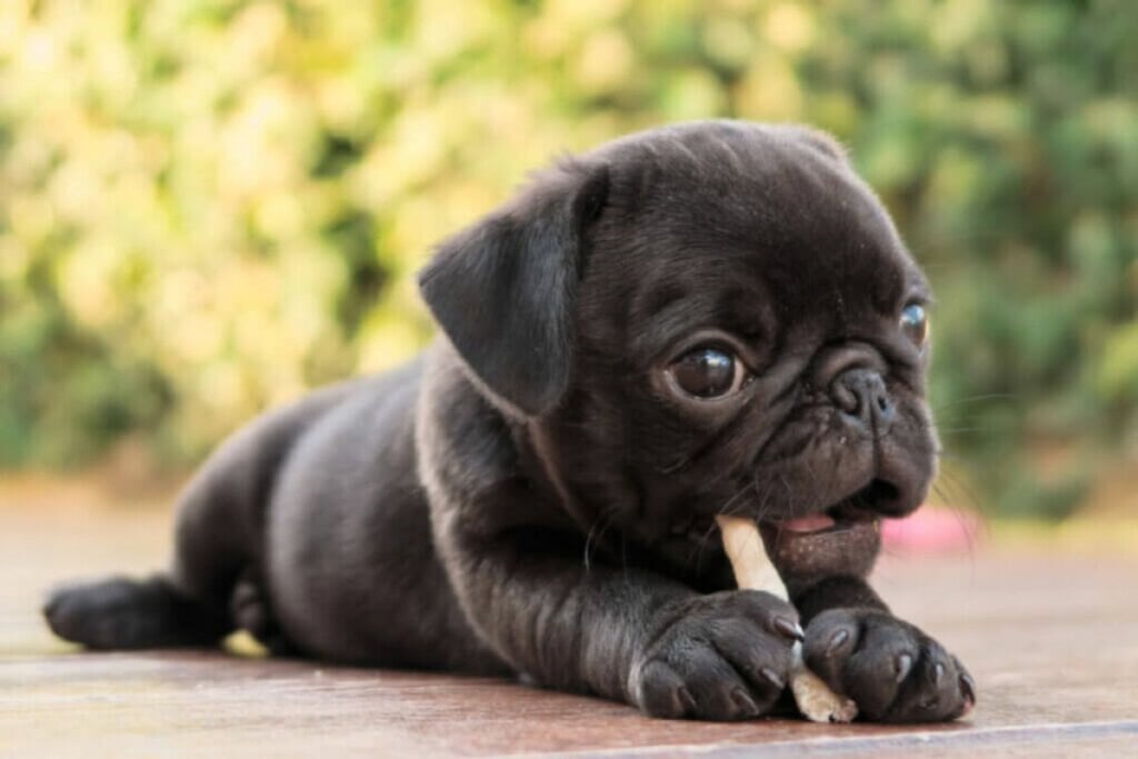 6 benefícios dos petiscos para cães e gatos 