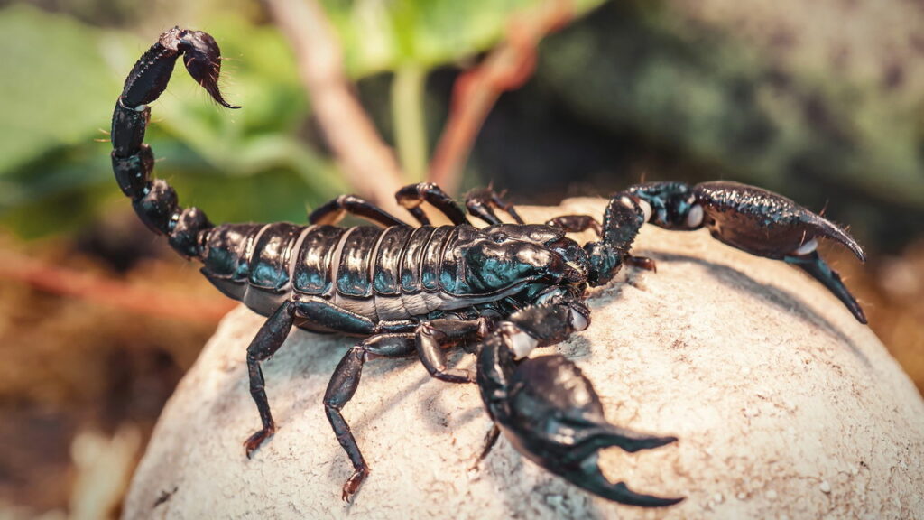 Picada de escorpião mata menino de 7 anos em BH