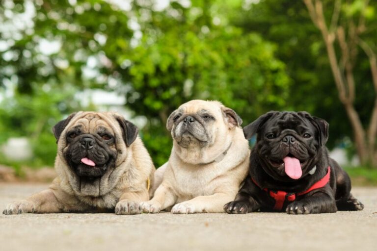 8 nomes de planetas e outros astros para cachorro 