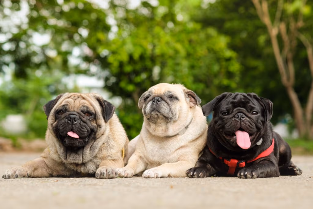 8 nomes de planetas e outros astros para cachorro 