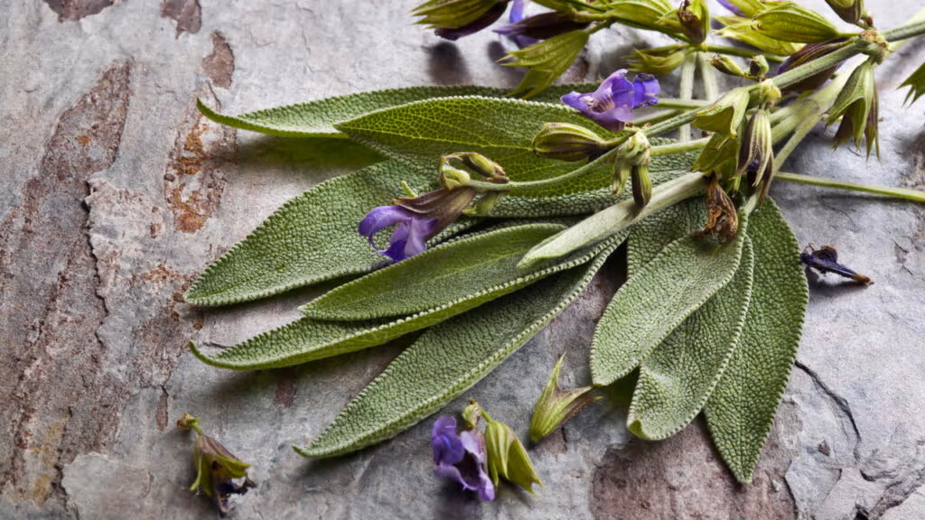 Sálvia é o remédio natural mais poderoso contra glicose alta